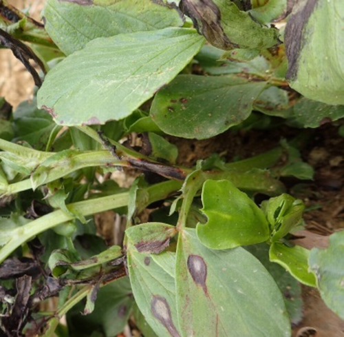 Surveiller l’apparition des symptômes d’ascochytose et de botrytis sur féverole