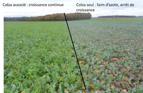 Exemple de situation où l’association a permis d’éviter la faim en azote 