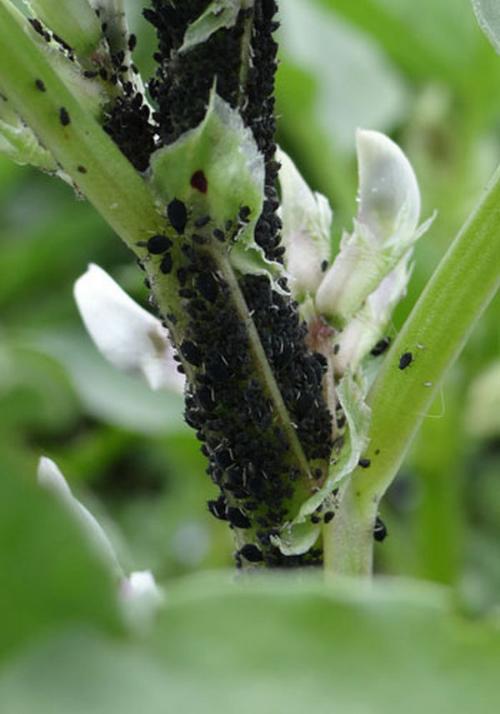 Les pucerons noirs, bêtes noires de la féverole, et pucerons verts