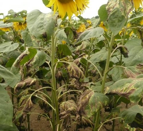 verticillium_tournesol