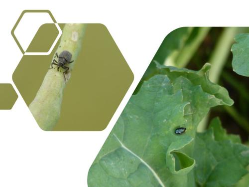 Flea beetle larva on oilseed rape