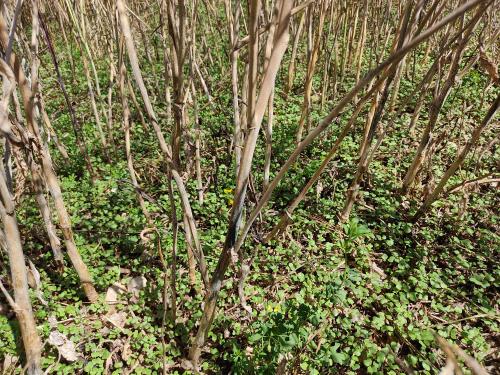 Delicate weather conditions have impacted the fall crops