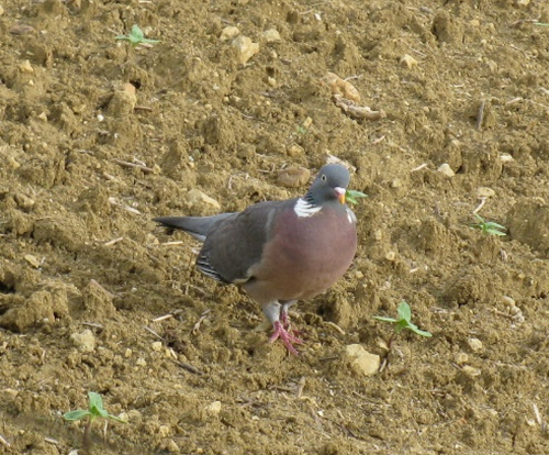 pigeon ramier tournesol