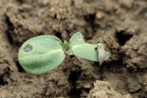 degats limaces sur tournesol