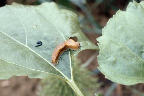 limace feuille tournesol