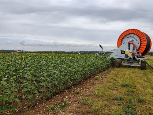 Sunflower irrigation survey: decision rules of irrigating farmers?