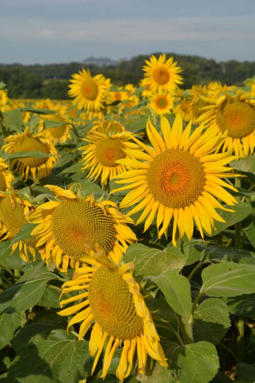 variétés tournesol bio