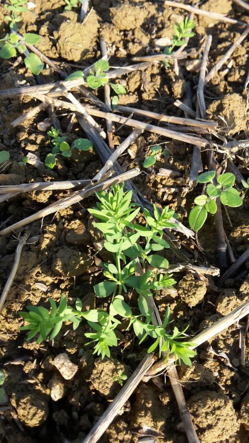 Stratégies herbicides sur lin oléagineux de printemps