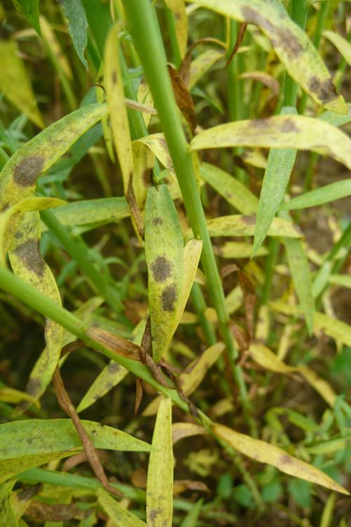 Identifier et lutter contre les maladies du lin oléagineux d