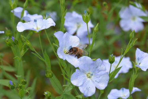 lin et pollinisateur