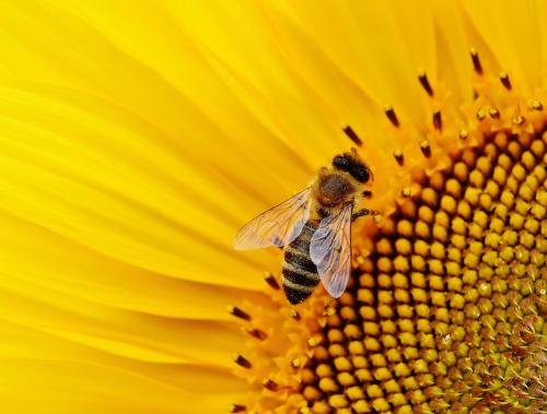 tournesol abeille