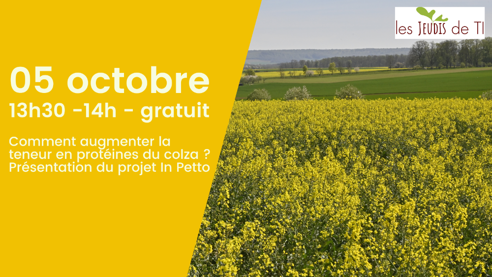 jeudi de ti - in petto