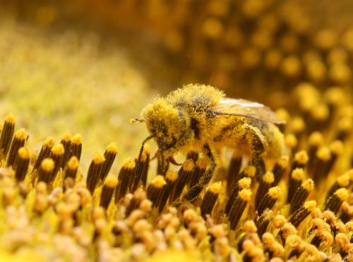 Abeille domestique L. Jung