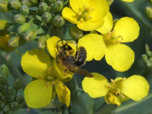 Abeille sauvage sur colza