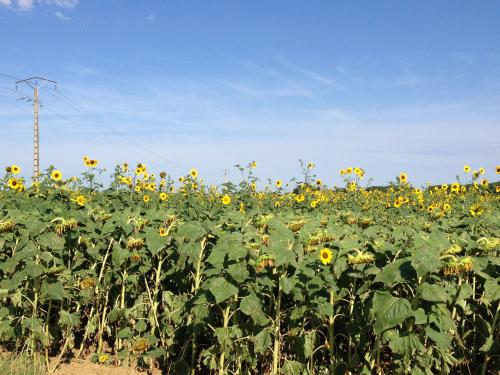 tournesol sauvage