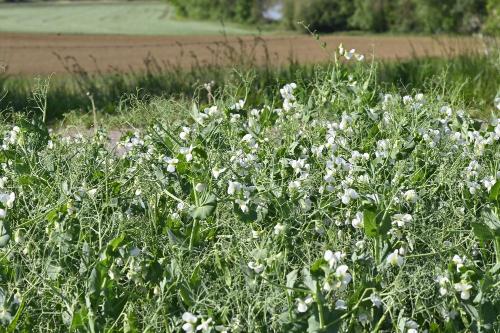 floraison du pois d'hiver Terres Inovia L. Jung