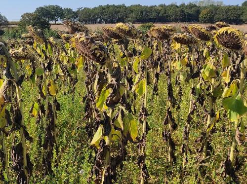 tournesol luzerne Terres Inovia