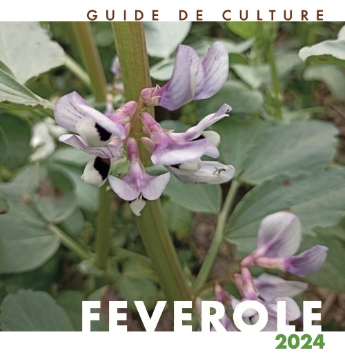 guide de culture féverole 2024 Terres Inovia