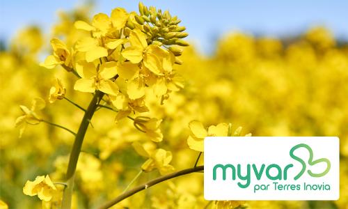 Myvar colza variétés