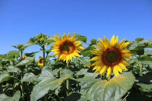 Floraison du tournesol - Terres Inovia