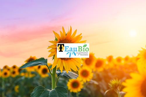 tournesol en floraison TEauBio