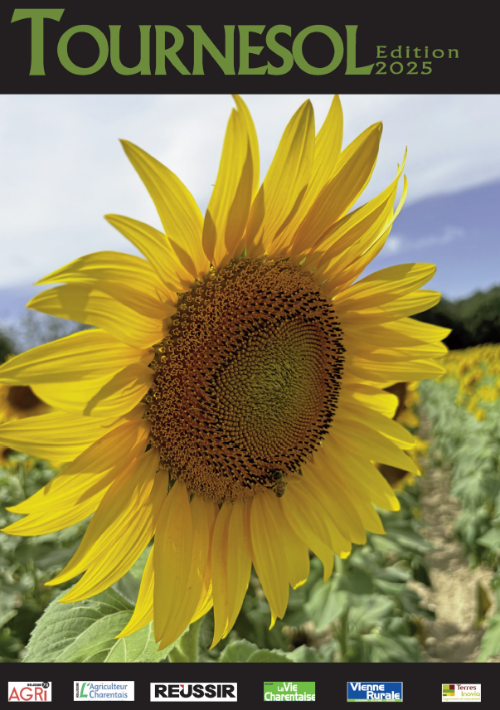 tournesol