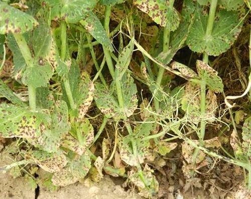 Lutter préventivement contre les maladies du pois de printemps