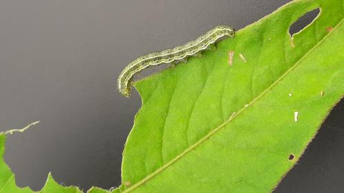 héliothis soja Terres Inovia