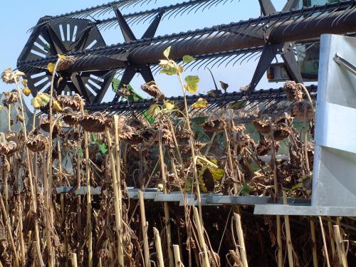 Diviseur coupe aménégée tournesol Terres Inovia