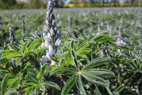 Lupin Terres Inovia