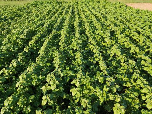 couvert syppre picardie terres inovia
