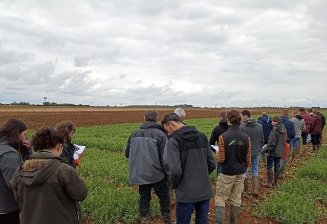 Sur le terrain avec le Comité technique légumineuses à graines Ouest, organisé le 24 avril 2025 à Bourges. 