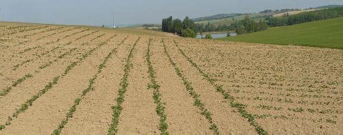 Soja de France : une charte pour valoriser les graines made in France non  OGM - Terres Inovia