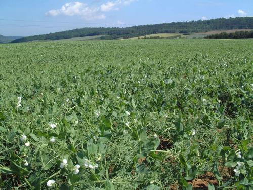 Stress hydrique du pois : les résultats d'un essai Terres Inovia