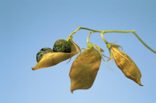 Un projet pour développer la lentille et le pois chiche