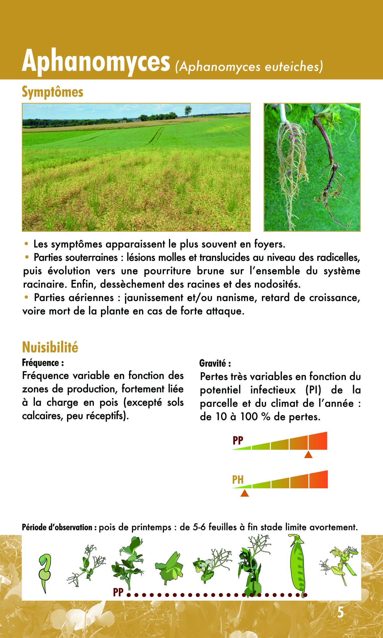 Aphanomyces pois protéagineux