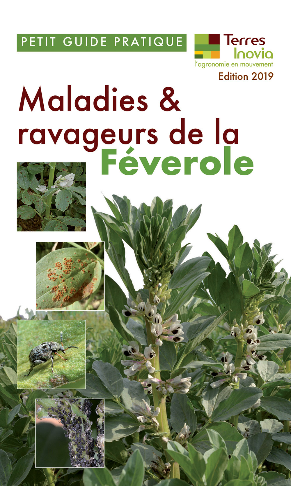 Petit guide pratique maladies et ravageurs de la féverole - édition 2019