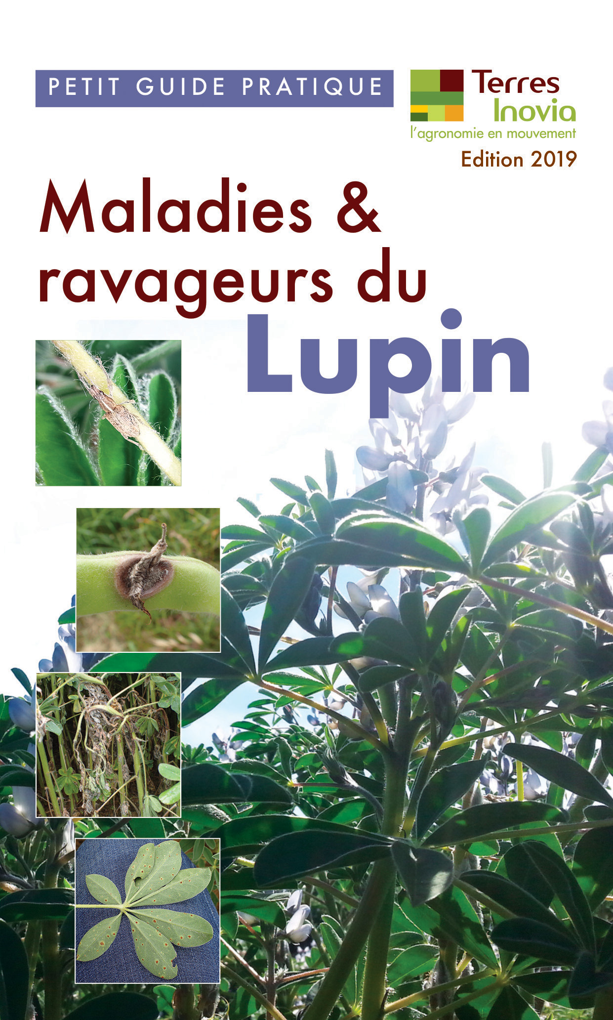 Petit guide pratique maladies et ravageurs du lupin- édition 2019