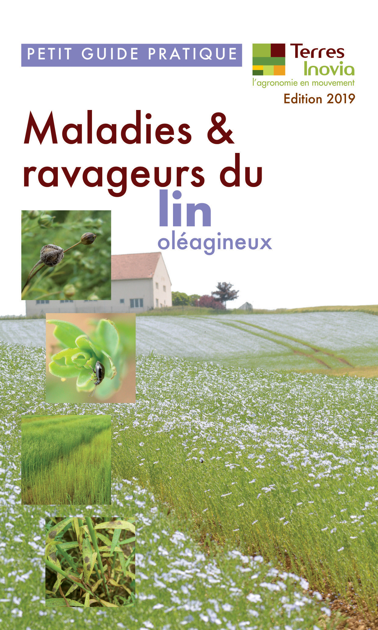 Guide pratique Terres Inovia : maladies & ravageurs du lin oléagineux