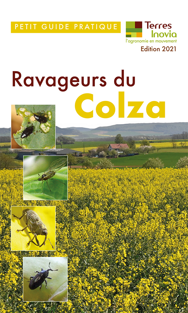 Couverture ravageurs du colza - édition 2021