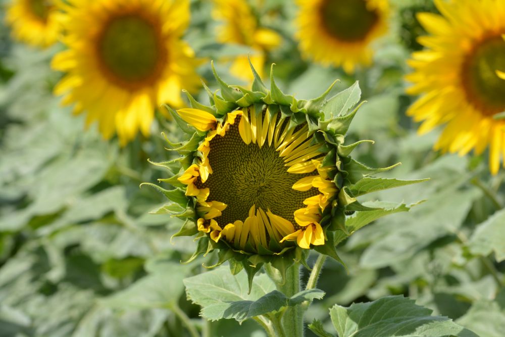 tournesol-floraison-JUNG.jpg