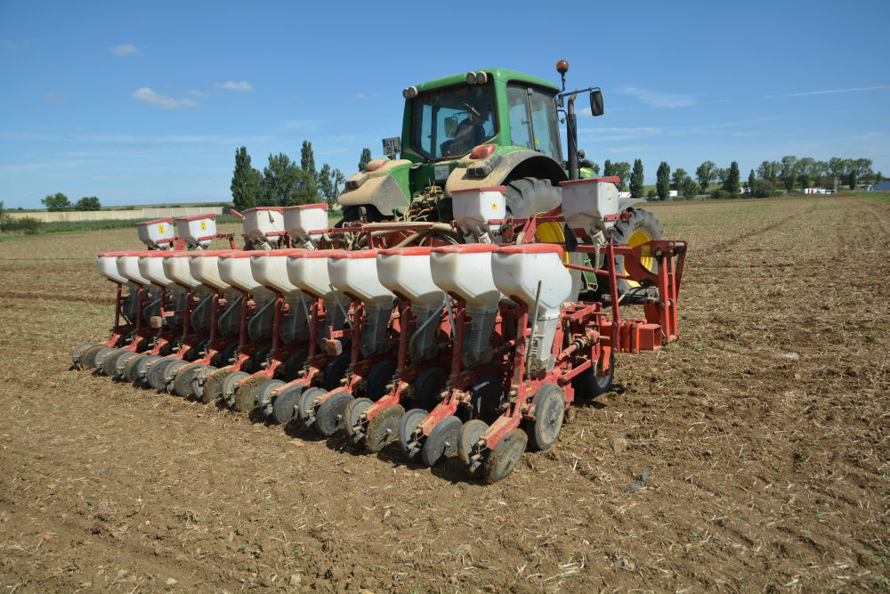 Semis direct de maïs sous couvert : une transition agro-écologique