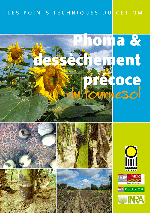 point-phoma-tournesol.png