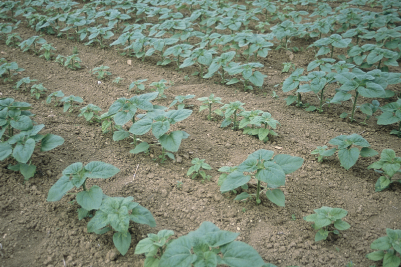 Formation maladies du tournesol