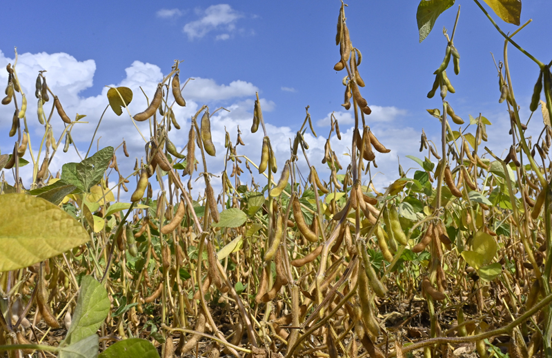 soja-maturationen cours-jung.jpg