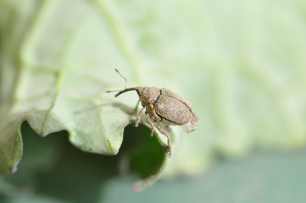 Colza - Charançon de la tige 