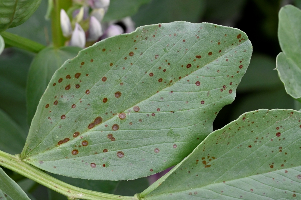 Féverole Hiver-botrytis sur feuille