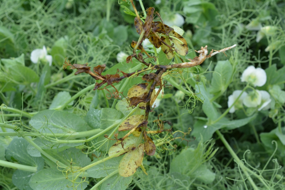 pois-hiver-accochytose-bacteriose