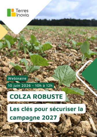 Webinaire colza robuste - affiche