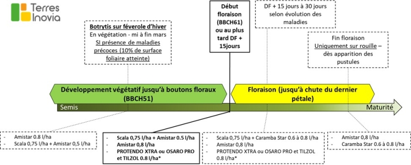 Principales stratégies de gestion des maladies de la féverole d’hiver